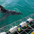 Travel Safety 101: How To Enjoy Shark Cage Diving In Haleiwa With Confidence