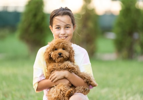 Ensure Safe Travels For Your Dog With Professional Care From A Dog Day Care Centre In Sydney