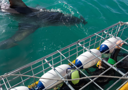 Travel Safety 101: How To Enjoy Shark Cage Diving In Haleiwa With Confidence